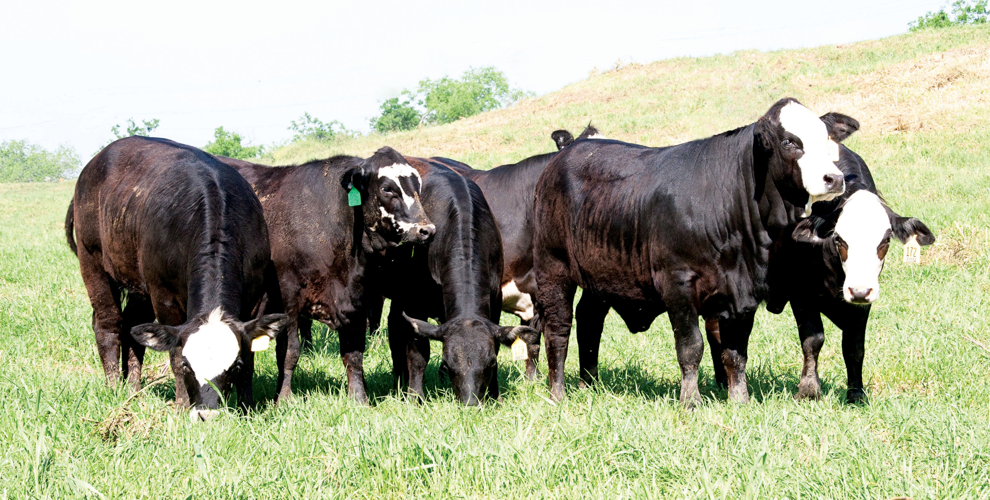 American Marketing Services  Cattle for Sale \u2013 Bulls For Sale, Commercial Females, Bull Semen 