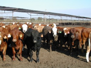 TAMU Ranch to Rail Steers