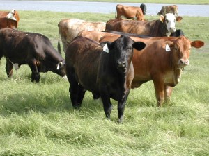 Jacobsen Ranch steers out of Braford cows and Gardiner Angus bulls and put sold in a premium program